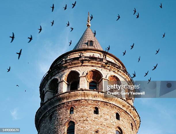 galata tower surrounded by birds at sunset - galata tower stock-fotos und bilder
