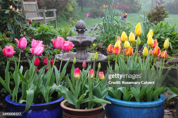 Spring Bulb Pots 65 Spring Bulbs In Pots Stock Photos, High-Res Pictures, and Images ...