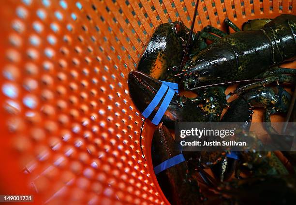 Live lobsters are seen in a basket at Three Sons Lobster and Fish on July 21, 2012 in Portland, Maine. A mild winter and warmer than usual spring...