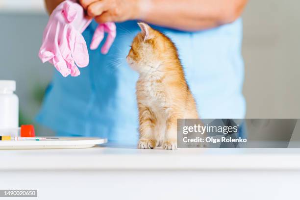 unrecognizable female doctor put on protective gloves before animal check up in animal hospital - surgical glove stock pictures, royalty-free photos & images