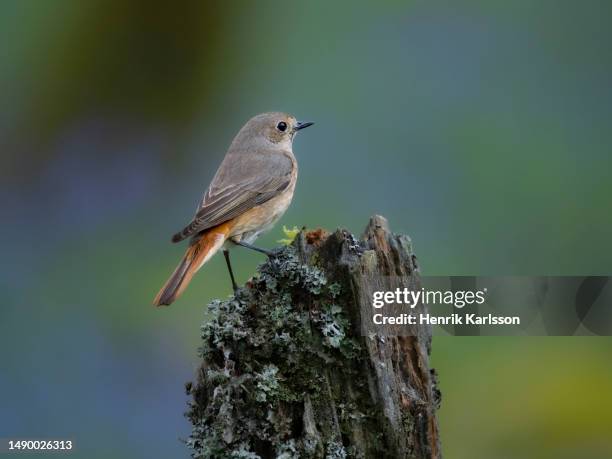 common redstart (phoenicurus phoenicurus) perched - redstart stock pictures, royalty-free photos & images