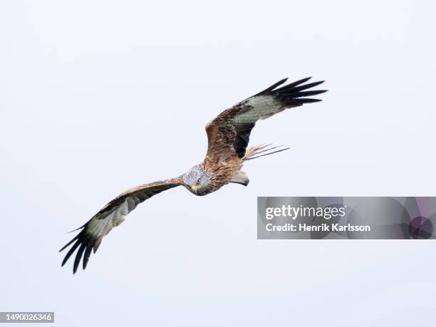 red kite (milvus milvus) in flight - dumfries and galloway stock pictures, royalty-free photos & images