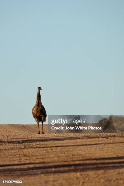an emu standing in the middle of a country road. flinders ranges. south australia. - émeu photos et images de collection