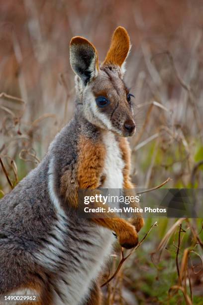 yellow-footed rock-wallaby. flinders ranges. south australia. - flinders ranges stock-fotos und bilder