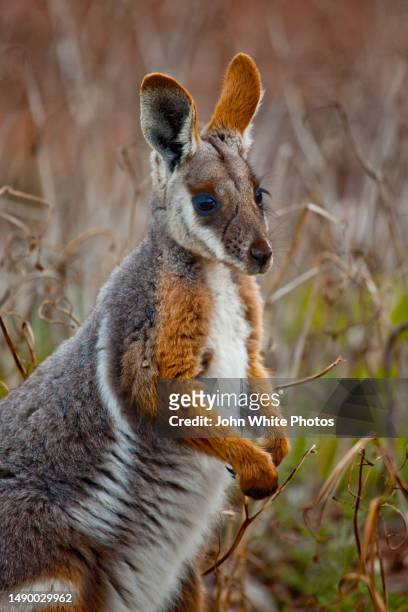 yellow-footed rock-wallaby. flinders ranges. south australia. - wallaby foto e immagini stock