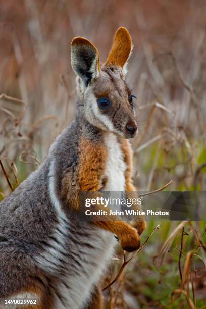 その他 Yellow Footed Wallaby [DVD] Yellow-Footed Rock Wallaby - Los Angeles Zoo and Botanical Gardens