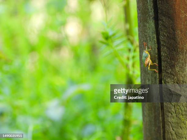 green bug (nezara viridula) - hémiptère photos et images de collection