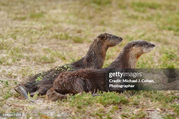 two young river otters - wellington florida stock-fotos und bilder