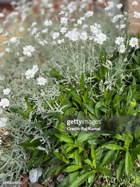 snow-in-summer (cerastium tomentosum) plant with white blossom at rear and new york aster (symphyotrichum novi-belgii) plant at front in close up. - aster novi belgii stock pictures, royalty-free photos & images