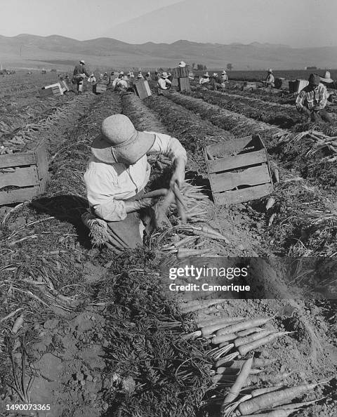 Carrot Harvest