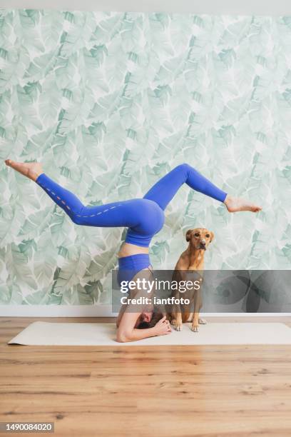 woman doing yoga at home with her pet. - dog yoga stock pictures, royalty-free photos & images