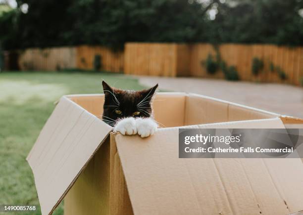 cute and comical image of a cat peeking out of a large cardboard box - small gift box stock pictures, royalty-free photos & images