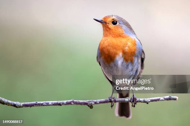 a robin on the perch - robin stock pictures, royalty-free photos & images