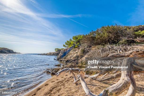 porquerolles island - porquerolles stock pictures, royalty-free photos & images