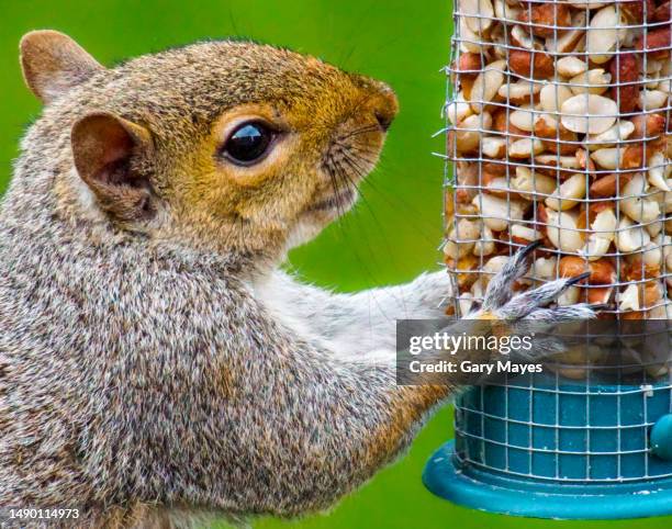 nutty squirrel on bird feeder eating - bird seed stockfoto's en -beelden