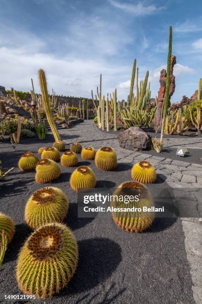 the garden of cactus - lechuguilla cactus stock pictures, royalty-free photos & images