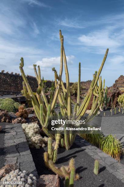 the garden of cactus - lechuguilla cactus stock pictures, royalty-free photos & images