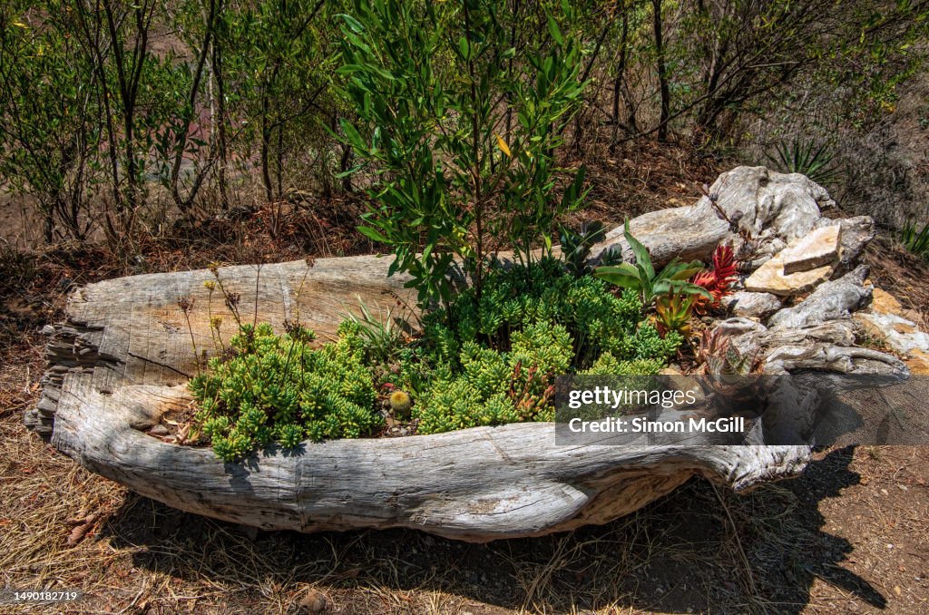 Plants including succulents and a tree planted in an old hollow log