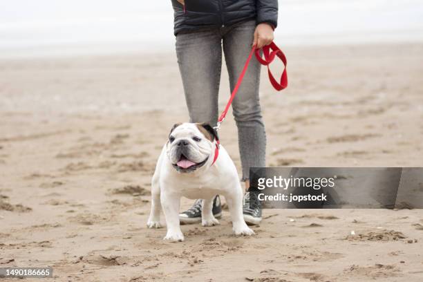 woman walking on the beach with her dog - argentina beach stock pictures, royalty-free photos & images