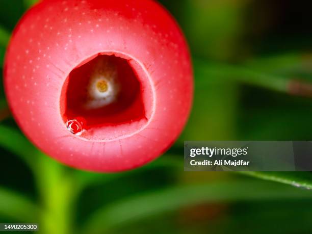 yew tree berries (taxus baccata) - yew needles stock pictures, royalty-free photos & images