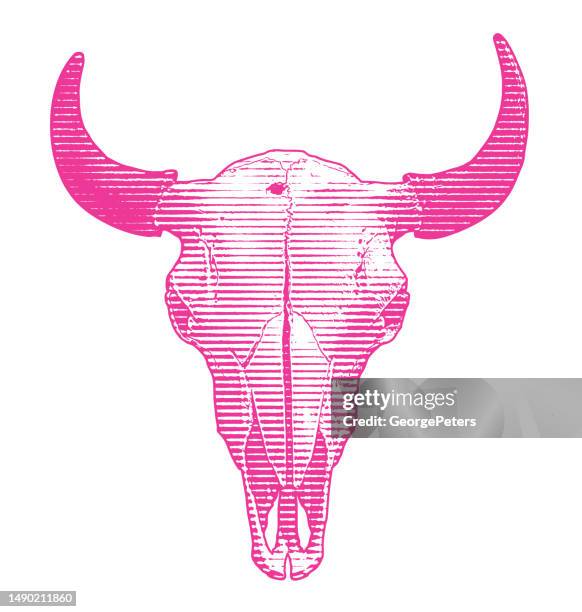 steer skull and horns - bison head logo stock illustrations