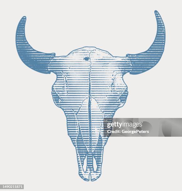 ilustraciones, imágenes clip art, dibujos animados e iconos de stock de steer skull y cuernos - con cuernos