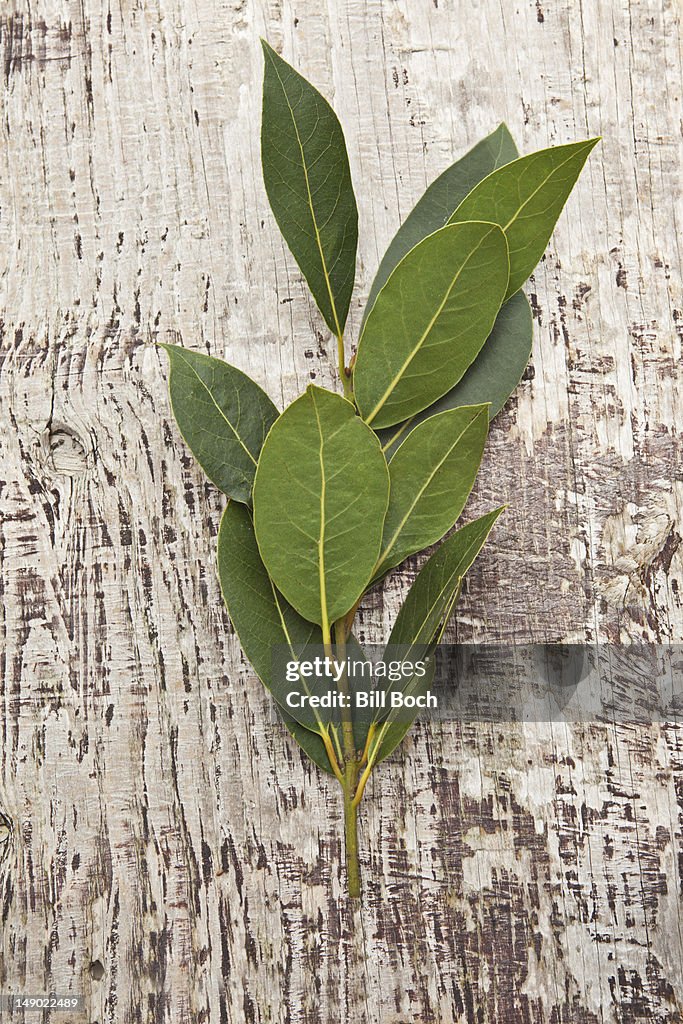 A sprig of fresh bay leaves