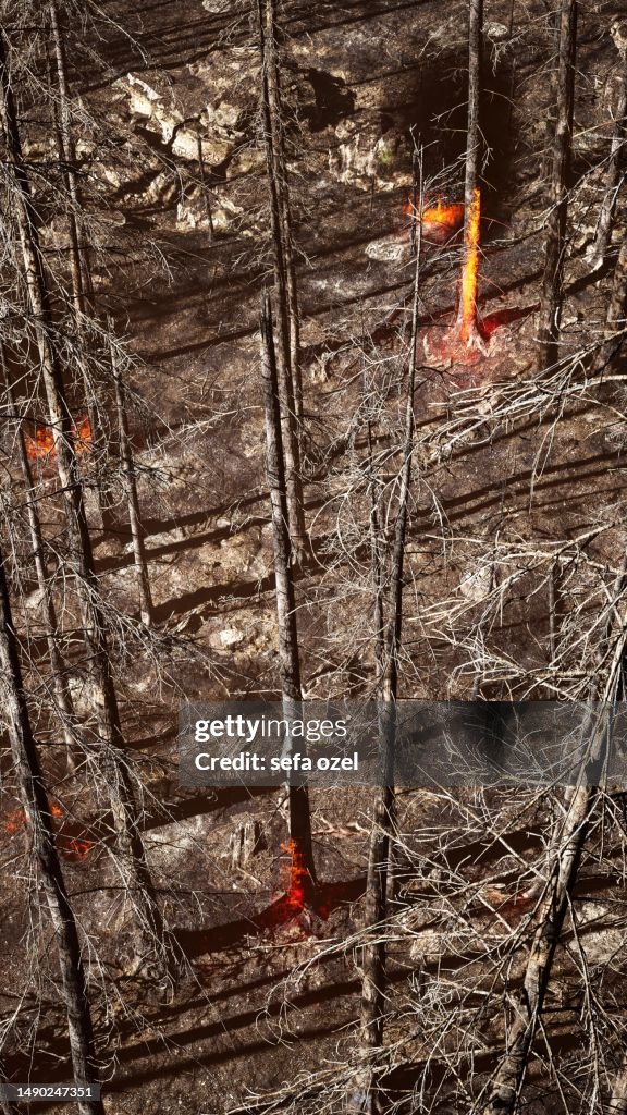 Forest Fire Aerial View