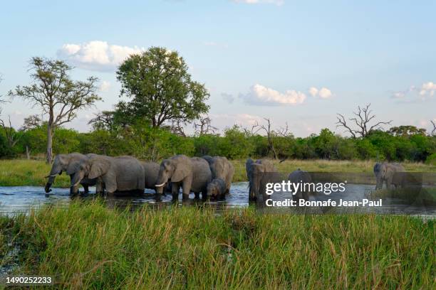 herd of elephants drinking and cooling in the kwai river - elephant trunk drink photos et images de collection