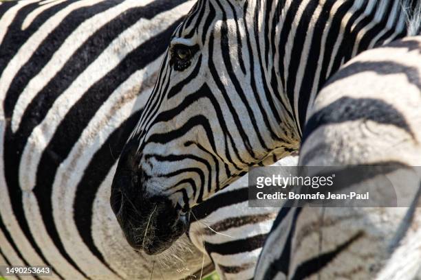 close-up of two zebras - two zebras stock pictures, royalty-free photos & images