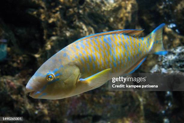 parrot fish - bicolour parrotfish stock pictures, royalty-free photos & images