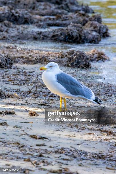 yellow legged gull-goéland leucophée (larus michahellis) - porquerolles island stock pictures, royalty-free photos & images