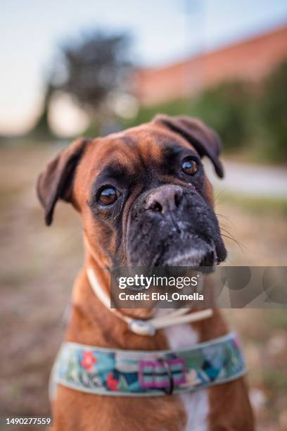 a purebred boxer dog outdoors listening with a head tilt - boxer imagens e fotografias de stock