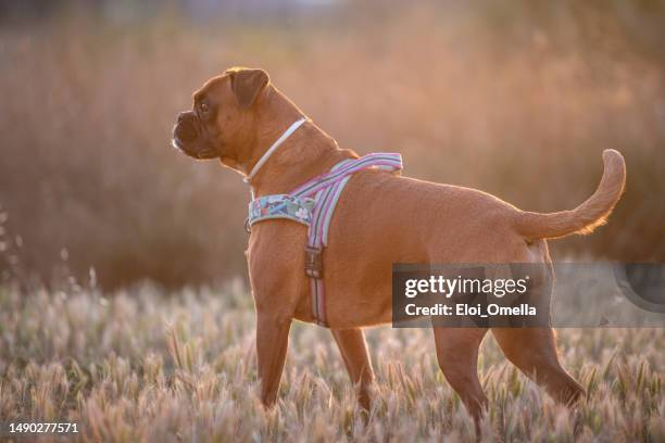 rear view of a purebred boxer dog at sunset - boxer imagens e fotografias de stock