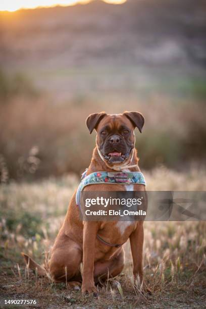 close up boxer dog sitting in a public park - boxer imagens e fotografias de stock