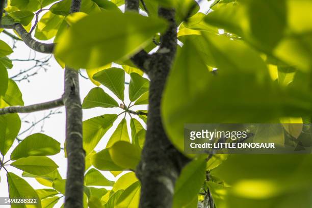 japanese big-leaf magnolia (close-up) - magnolia obovata stock pictures, royalty-free photos & images