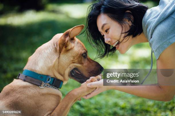 close up of a smiling young asian woman holding dog paws in the park on a sunny day. life with a pet. friendship of people with dog. people and pets bonding - human hand pet paw stock pictures, royalty-free photos & images