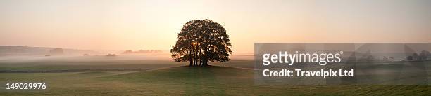 trees on a hill, misty dawn sunrise, yorkshire, uk - copse stock pictures, royalty-free photos & images