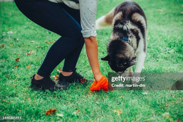 responsible woman cleaning after her dog - green manure stock pictures, royalty-free photos & images