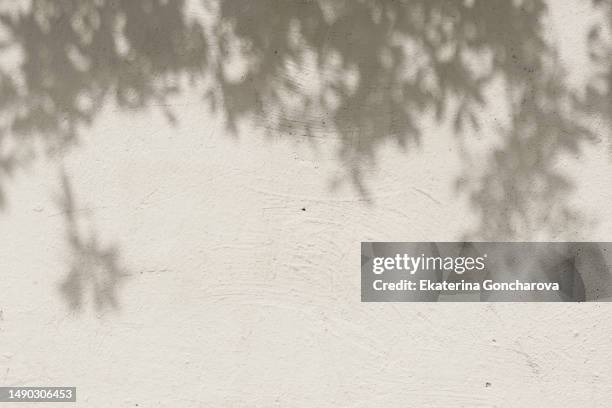 shadows from trees against a white concrete wall - schattig stock-fotos und bilder