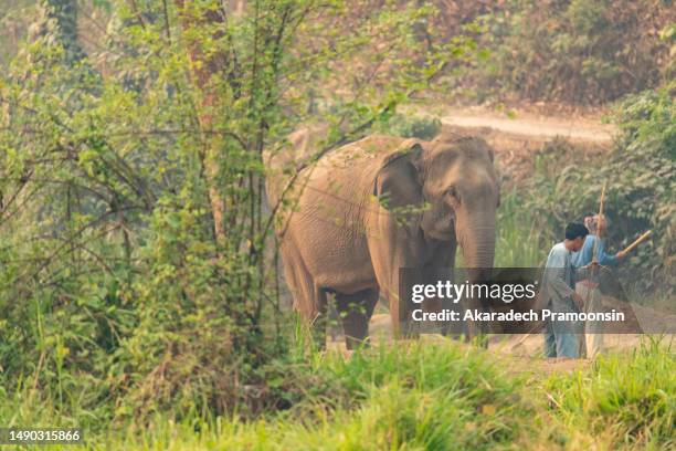 elephant axe and elephant - sri lankan elephant stock pictures, royalty-free photos & images