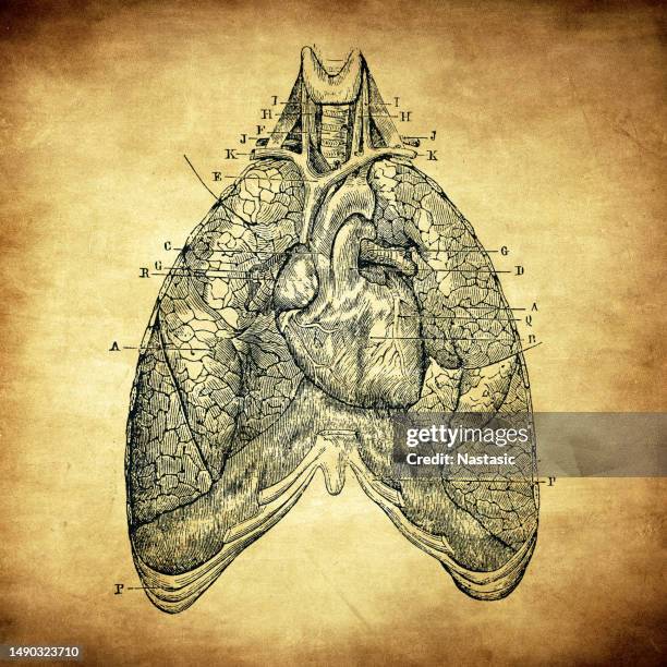the heart and respiratory system - breathing exercise work stock illustrations