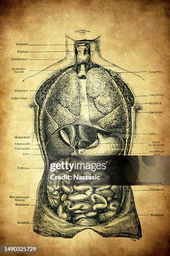 Human Internal Organs Chest Section High-Res Vector Graphic - Getty Images