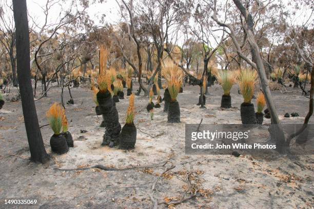 regrowth after a bush fire. eyre peninsula. south australia. - australia wildfires stock pictures, royalty-free photos & images