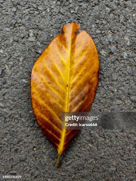 yellow leaves on asphalt roads - végétation fanée photos et images de collection