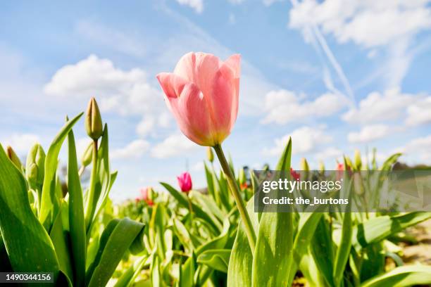 low angle view of a pink tulip on a field in spring - tulipa-família-do-lírio - fotografias e filmes do acervo