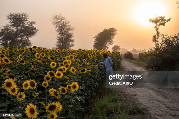 sunflower field at sunset in spring 2 - pakistan stockfoto's en -beelden