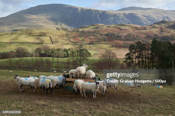 a flock of sheep,keswick,united kingdom,uk - keswick stock pictures, royalty-free photos & images