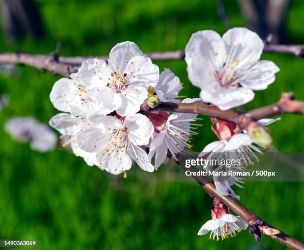 cherry branches with white cherry flowers in the garden,romania - abricoteiro - fotografias e filmes do acervo