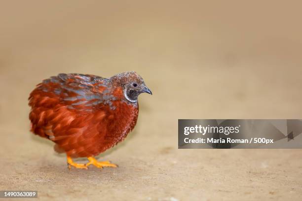 close up shot of button quail on the ground,romania - common quail photos et images de collection